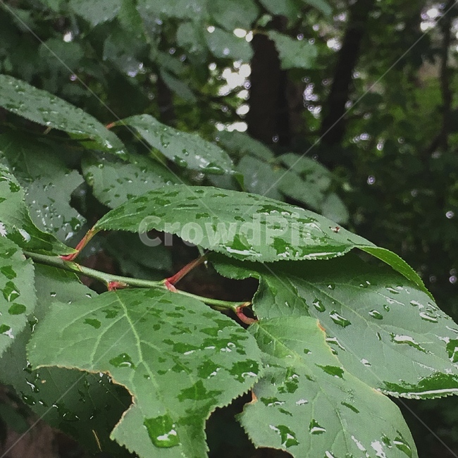 비,이슬,나뭇잎,흐림,날씨,ratio,weather,blur