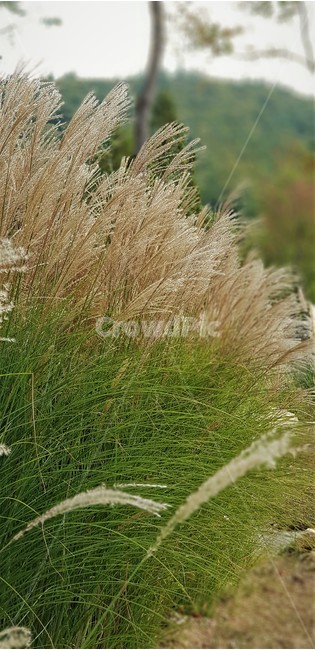 가을,억새,자연,식물,풍경,자연풍경,감성,green,white,nature,fall,autumn,초록색,나무,tree,가을,계절,fall,autumn,season,식물,자연,plants,nature,grass,잔디,plant,lawn,reed,갈대
