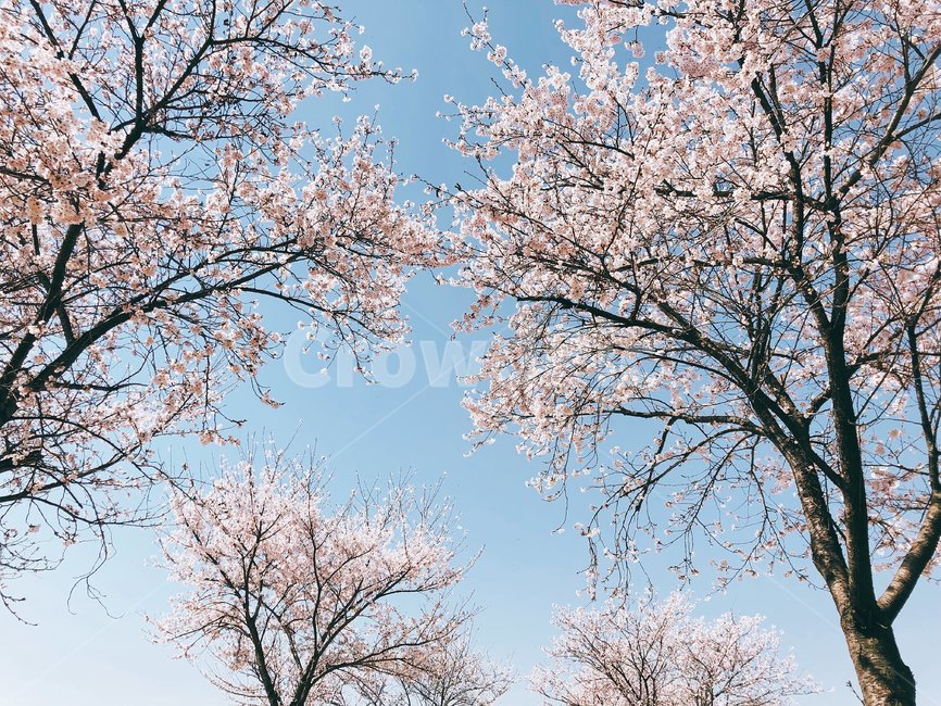 봄,spring,cherryblossom,벚꽃,꽃,봄,계절,spring,season,자연,풍경,nature,landscape,plant,식물,blossom,cherry blossom,flower