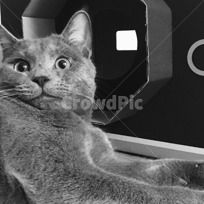 고양이,cat,러시안블루,회색,흑백