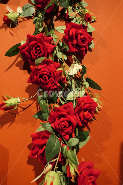장미,rose,장미넝쿨,빨간,red,식물,자연,plants,nature,꽃,flower