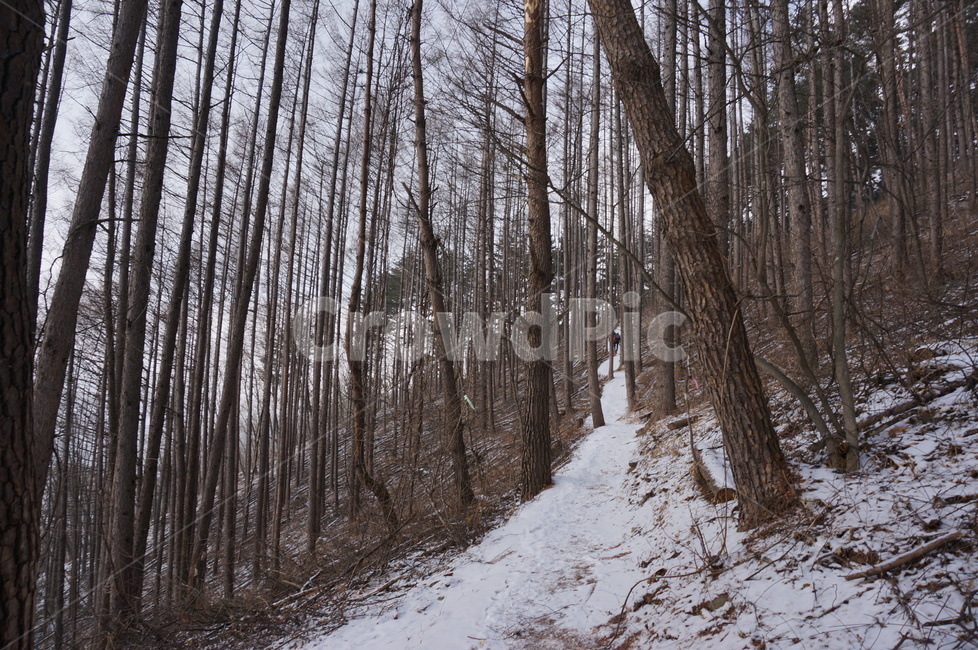나무,겨울,산,느낌,영표,겨울,계절,winter,season,자연,풍경,nature,landscape,plant,식물,tree,land,땅,outdoors,옥외,path,통로,ground,바닥