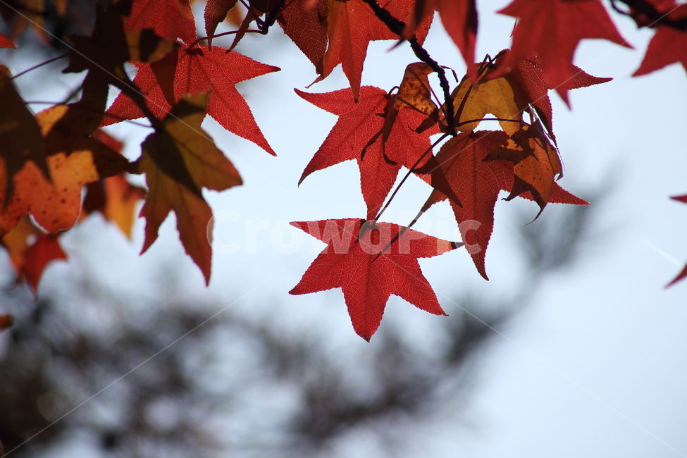 단풍,미국풍나무,가을,liquidambarstyraciflua,sweetgum,가을,계절,fall,autumn,season,식물,자연,plants,nature,plant,leaf,잎,tree,나무,maple