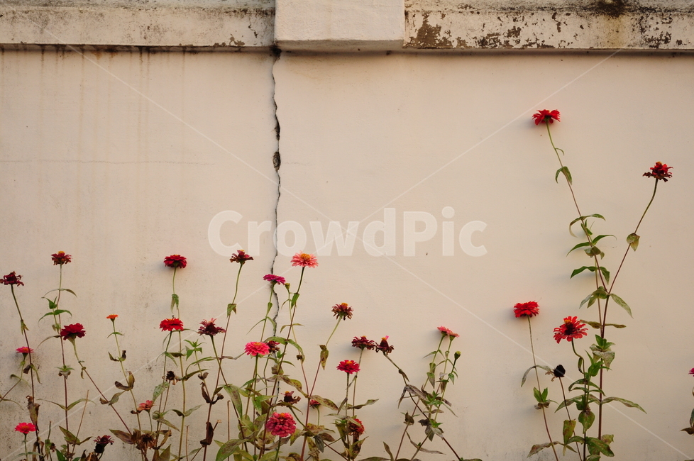 벽,들꽃,꽃,플라워,생화,식물,자연,풍경,시골,식물,자연,plants,nature,꽃,flower