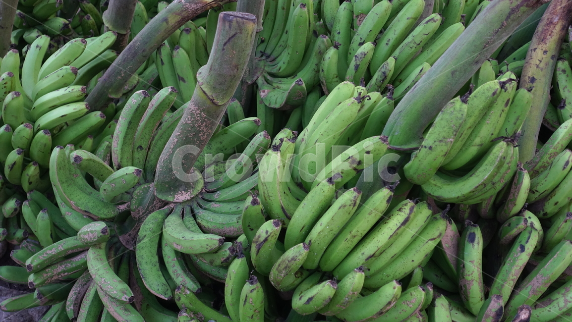 바나나,green,바나나송이,과일,fruit