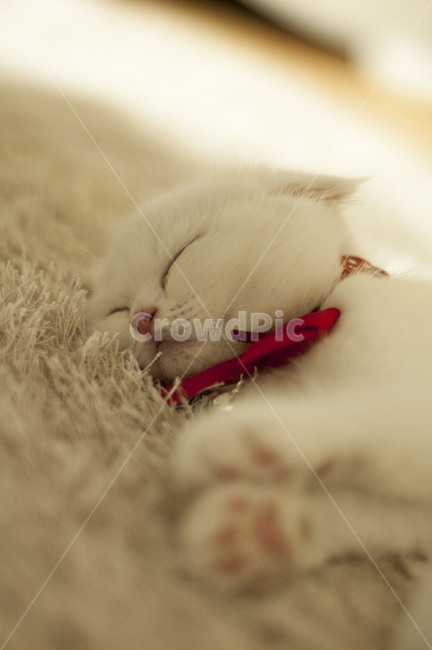 고양이,스코티쉬폴드,흰색고양이,하얀고양이,아기고양이,고양이눈,동물,animal,포유류,mammal,고양이,cat,kitten,kitty