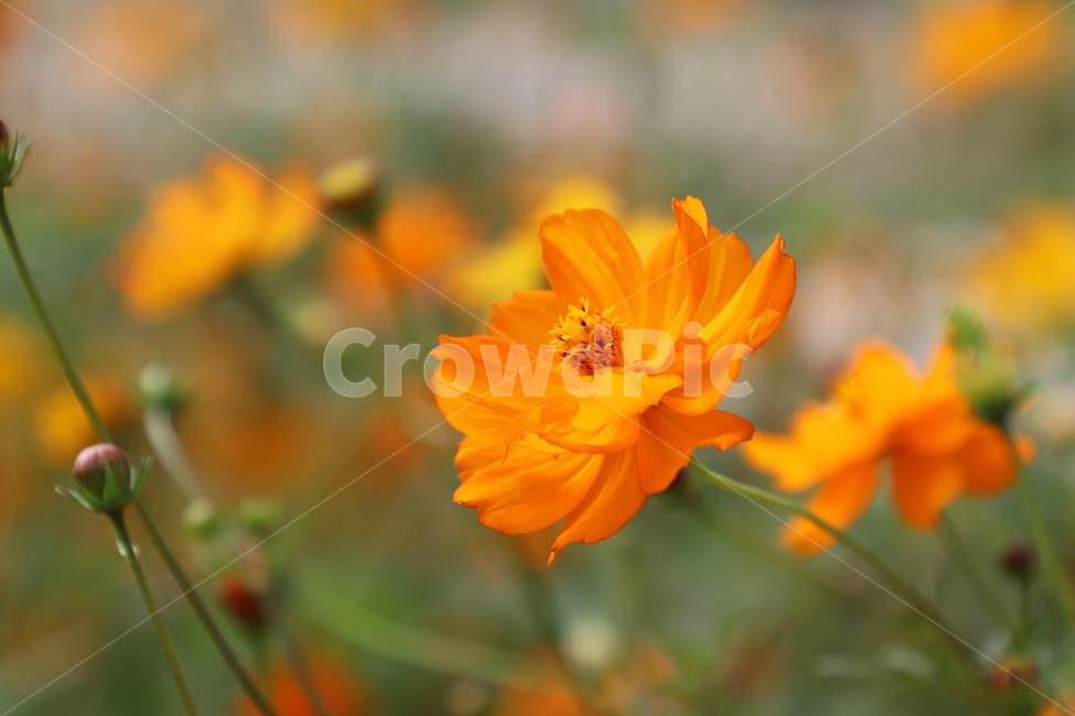 코스모스,꽃,자연,식물,주황코스모스,식물,자연,plants,nature,꽃,flower