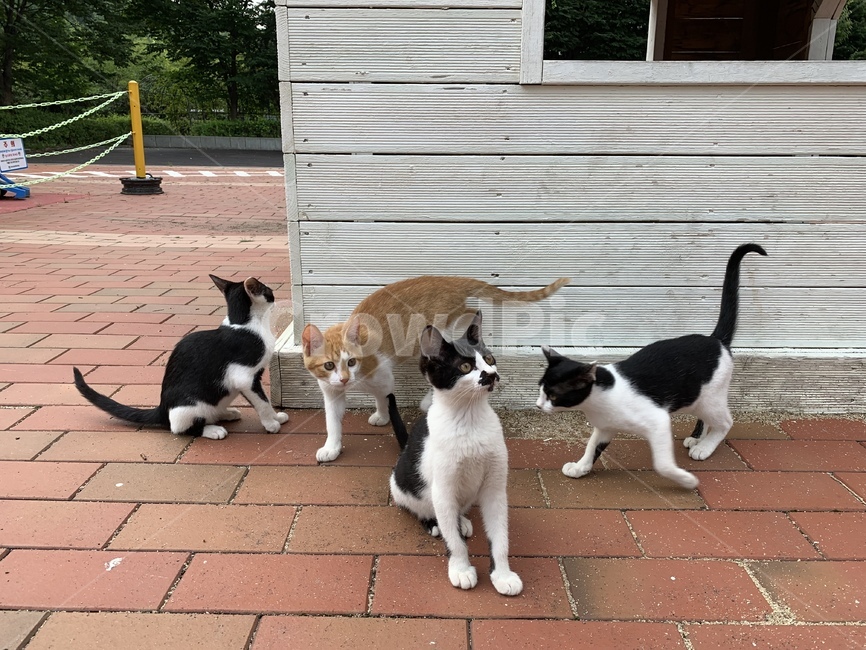 고양이,길고양이,동물,아기고양이,길냥이,펫,포유류,귀여운,animal,cat,pet,kitty,lovely