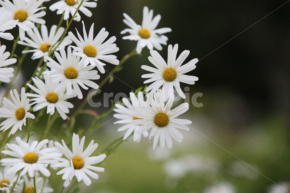 구절초,가을꽃,하얀,청초,들꽃,그리움,식물,자연,plants,nature,꽃,flower