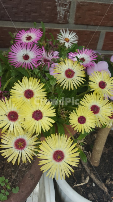 식물,꽃,flower,힐링,노랑,식물,자연,plants,nature,꽃,flower