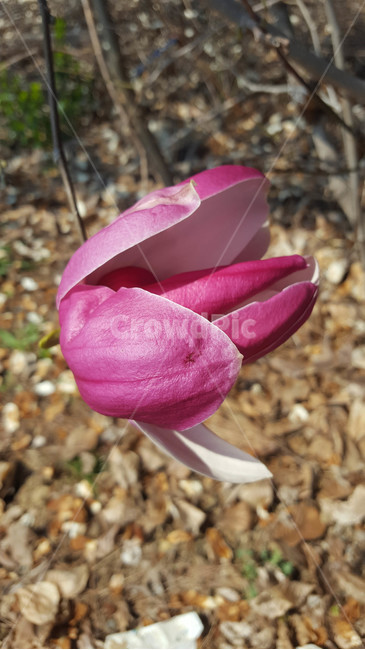 꽃,식물,근접,봄,flower