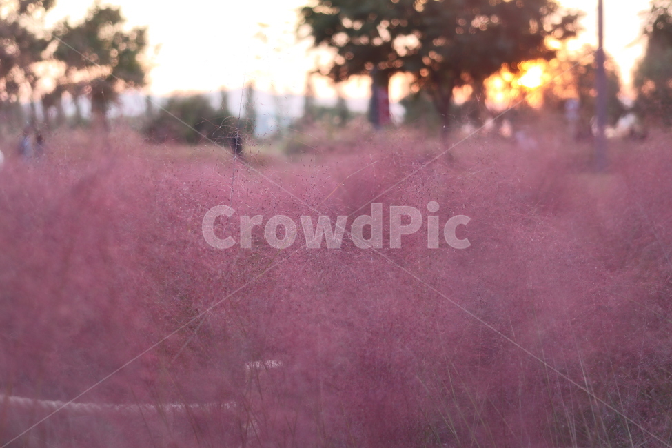 핑크뮬리,핑크뮬리그라스,pinkmuhly,pinkmuhlygrass,자연,nature,감성,가을,계절,fall,autumn,season