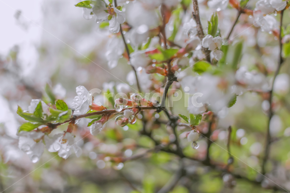 plant,식물,꽃,비,flower,식물,자연,plants,nature,꽃,flower
