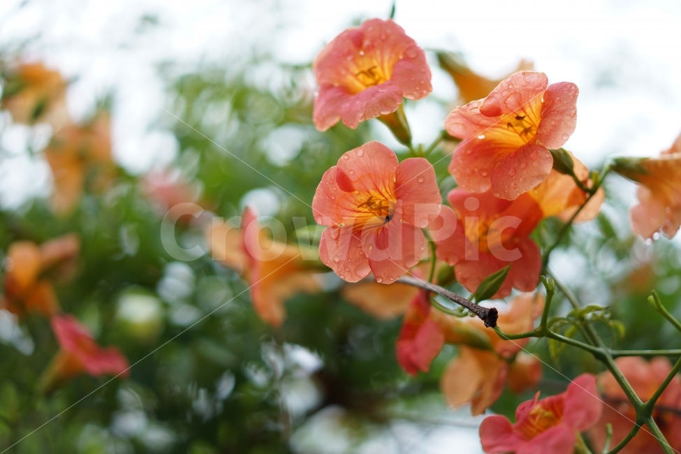 능소화,능소화꽃,여름꽃,꽃,식물,풍경,자연,꽃사진,식물,자연,plants,nature,꽃,flower,감성,sensible,feeling