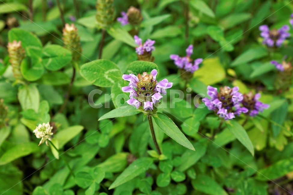꿀풀,식물,자연,nature,plant,prunellavulgaris,selfhealherb