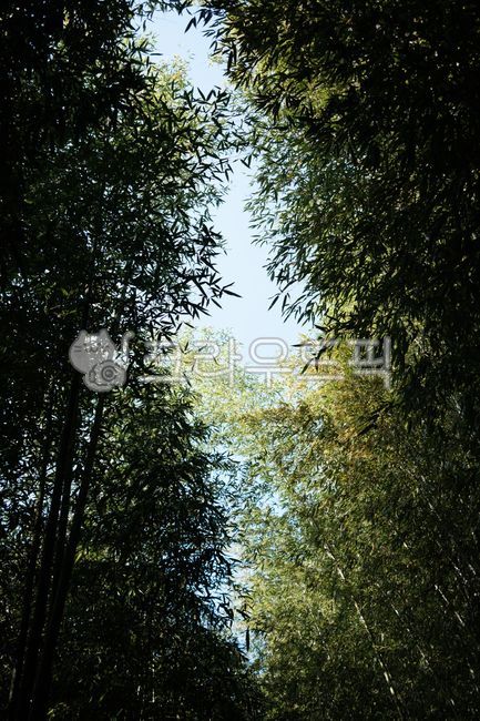 bamboo,forest,bamboo forest,Damyang,tree,Damyang attractions,Juknokwon