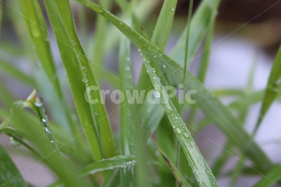 여름,식물,초록,자연,물방울,summer,natsu,plants,shokubutsu,green,midori,nature,물,water,mizu,식물,자연,plants,nature