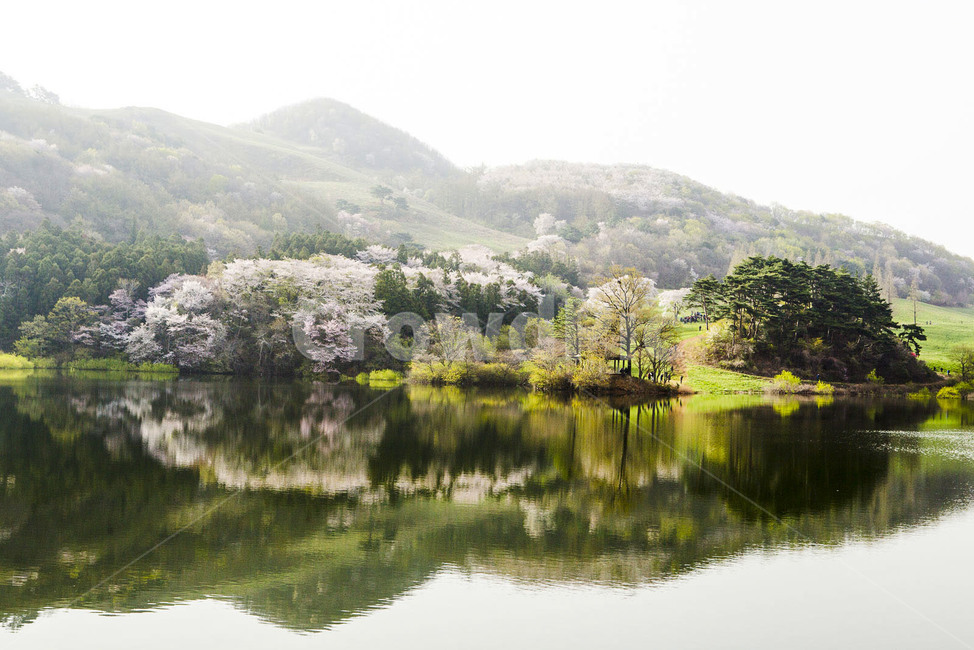 용비지,서산용비지,봄,용비지반영,용비지봄반영,환상,저수지,산벚꽃,벚꽃반영,봄,계절,spring,season,자연,풍경,nature,landscape,한국자연풍경,한국자연경관,korea nature landscape,outdoors,옥외,water,물