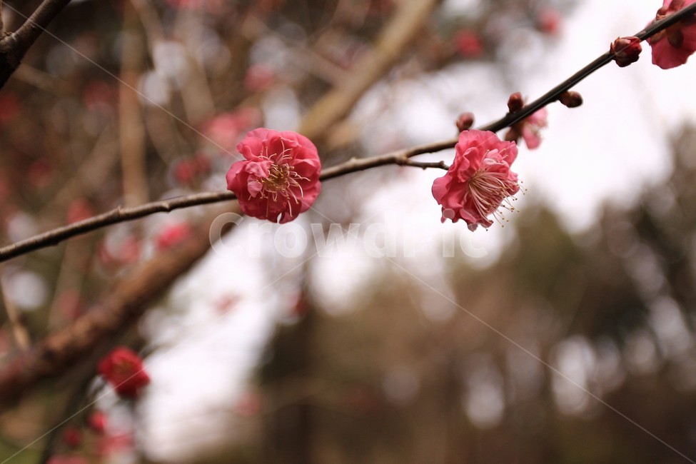 꽃,매화,식물,나무,자연,tree,식물,자연,plants,nature,꽃,flower
