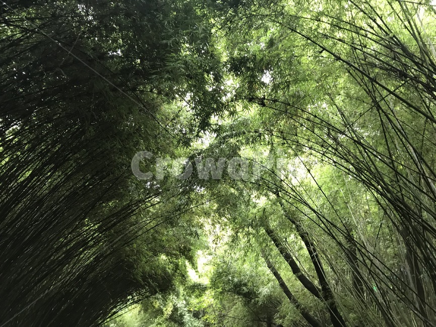 죽림,대숲,푸른,대나무,bamboo