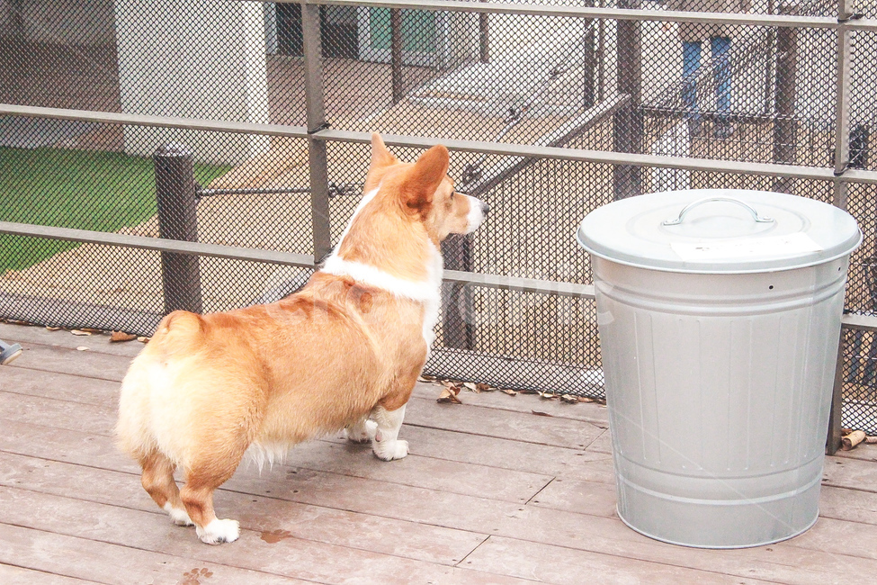 웰시코기,반려동물,강아지,코기,웰시,welsh,welshcorgi,corgi,dog,puppy,cutepuppy,doggy,기다림,동물,animal,포유류,mammal,개,강아지,dog,doggy