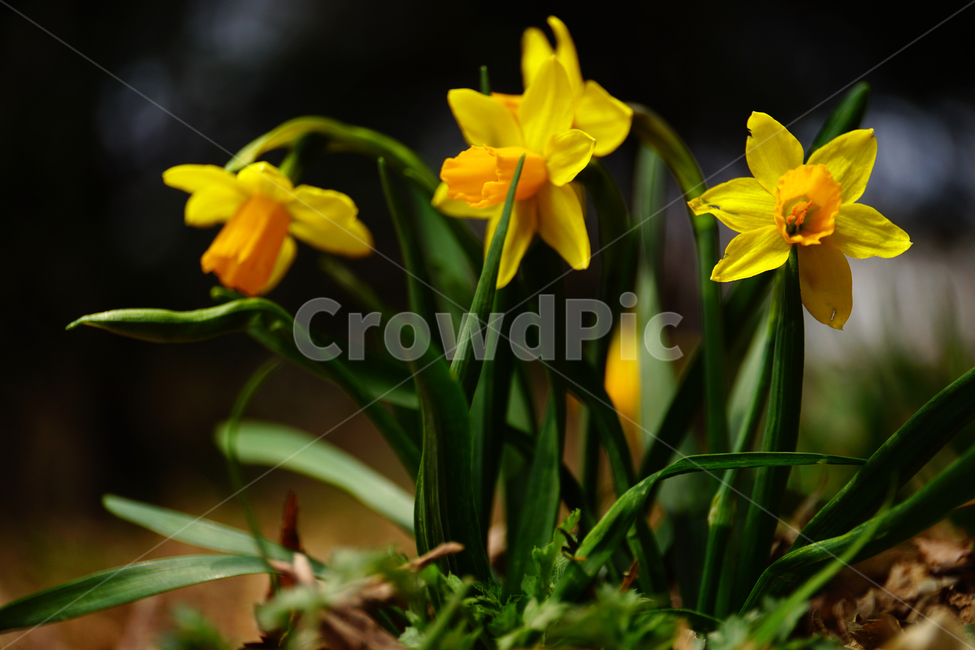 수선화,한국자연,꽃,꽃사진,플라워,flower,봄,봄꽃,spring,식물,plants,자연,nature,풍경,landscape,계절,season,snap,스냅,접사,macro,closeup,클로즈업,감성사진,감성,힐링,healing,느낌,feel,feeling,꽃밭,화단,나무,나뭇가지,tree,꽃봉오리,4월,April,봄,계절,spring,season,식물,자연,plants,nature,꽃,flower,plant,blossom