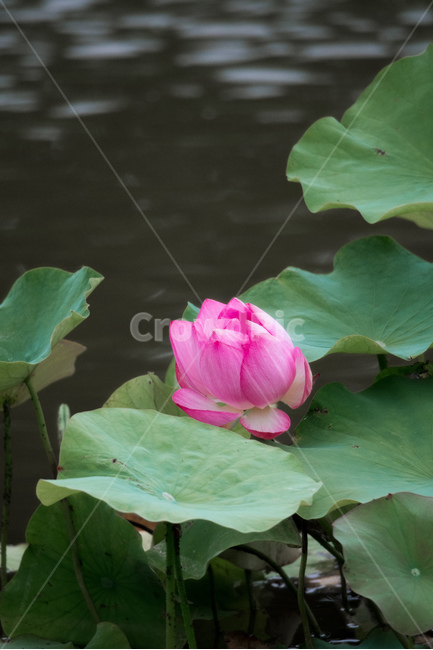여름,꽃,수련,연못,유림공원,여름꽃,연꽃,식물,자연,plants,nature,꽃,flower
