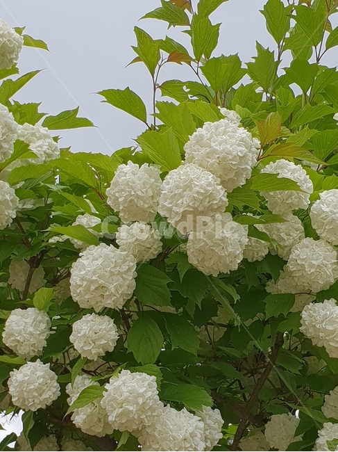 plant,식물,vegetation,초목,blossom,꽃,수국