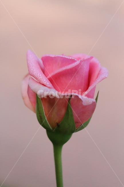 장미,꽃,식물,정원수,rose,식물,자연,plants,nature,꽃,flower