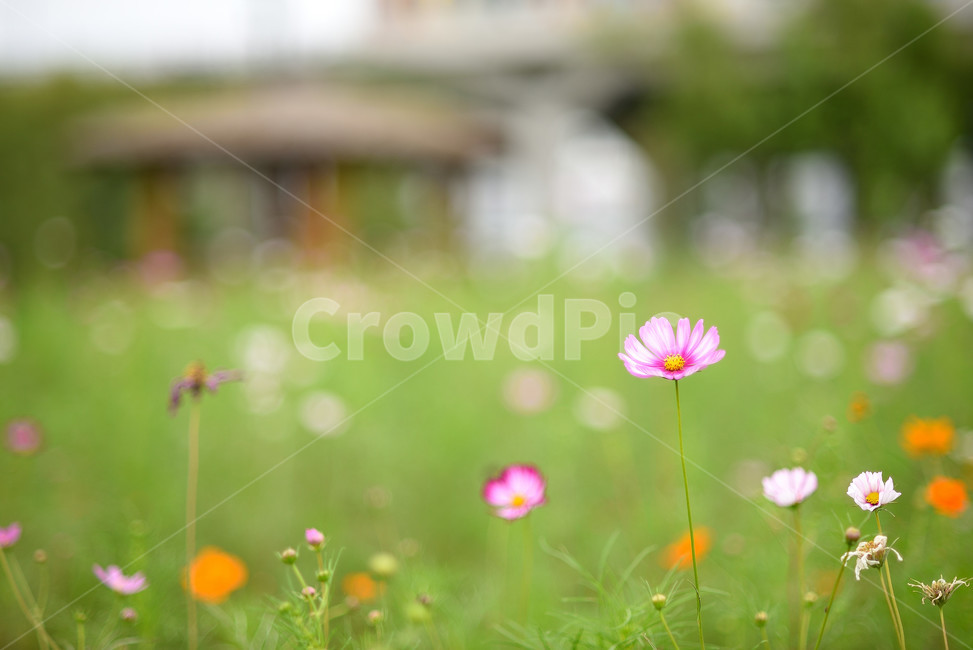 코스모스,꽃,플라워,식물,flower,가을,계절,fall,autumn,season,식물,자연,plants,nature,꽃,flower,plant,blossom,anemone,아네모네