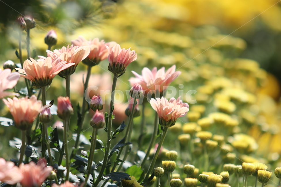 plant,식물,가을,국화,꽃,식물,자연,plants,nature,꽃,flower