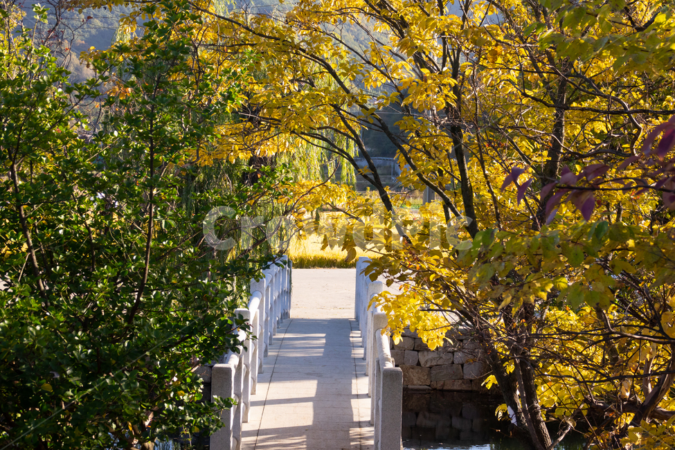 길,다리,단풍,나무,통로,가을,계절,fall,autumn,season,식물,자연,plants,nature,나무,trees,wood