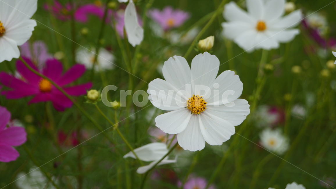 꽃,코스모스,식물,코스모스축제,꽃길,가을,계절,fall,autumn,season,식물,자연,plants,nature,꽃,flower,plant