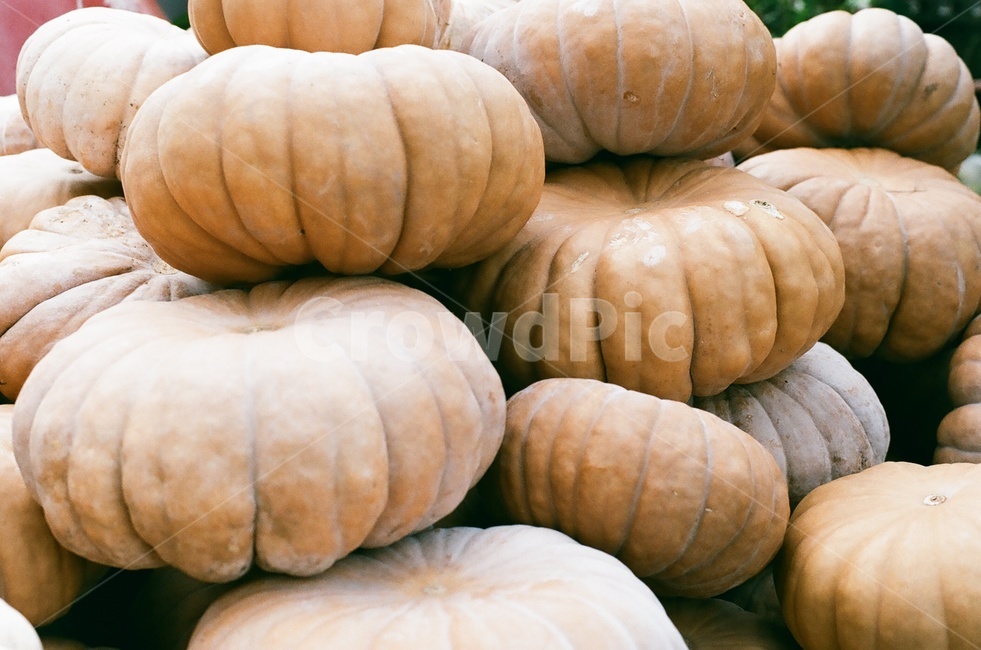 호박,늙은호박,갈색호박,pumpkin,수확,음식,식재료,요리,food,cook,meal,dishes,food reserves,과일,열매,fruit