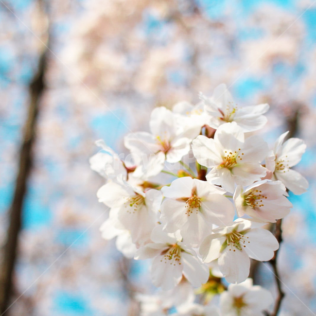 plant,식물,flower,blossom,꽃,cherryblossom,벚꽃,sakura,봄