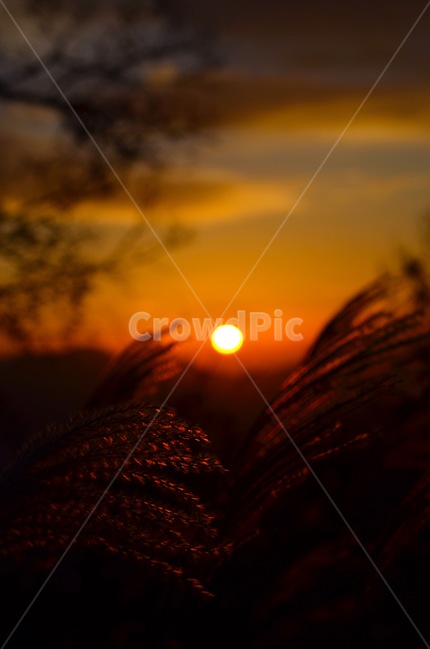 일출,합천,대암산,갈대,일출사진,식물,자연,plants,nature,감성,sensible,feeling