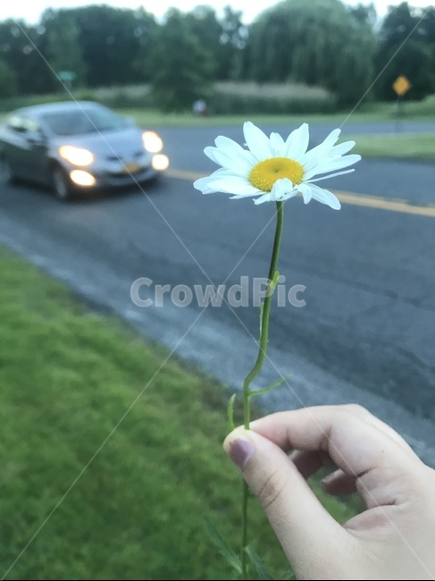꽃,미국,초록색,구절초,손가락