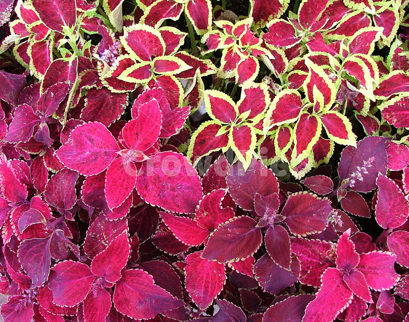 콜레우스,사랑의종말,초화류,잎,분화용,양지,원예품종,식물,자연,plants,nature