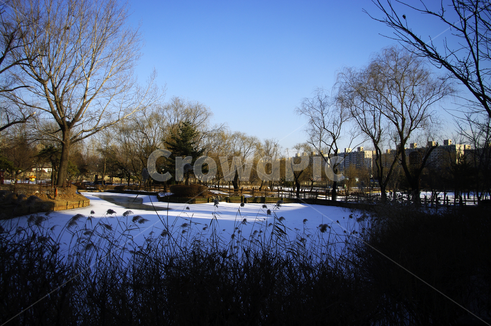겨울,winter,풍경,설경,눈,식물,plant,자연,nature,나무,겨울,계절,winter,season,자연,풍경,nature,landscape,tree
