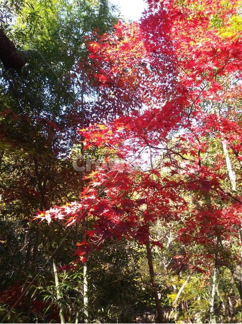 leaf,잎,plant,식물,tree,나무,maple,단풍,가을,계절,나뭇가지,나뭇잎,수목,붉은색,red,autumn,가을,계절,fall,autumn,season