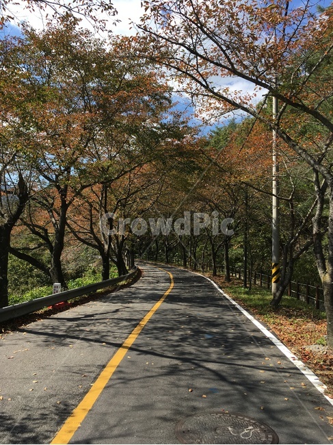 길,가을,낙엽,벚꽃나무,벚꽃,나무,풍경,보성군,산,가을,계절,fall,autumn,season,자연,풍경,nature,landscape,asphalt,아스팔트,road,도로,plant,식물,tree