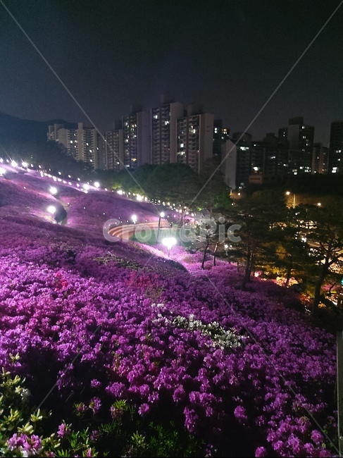 꽃,풍경,조경,밤,하늘,야경,밤,풍경,nightscape,night,landscape,꽃,flower,flare,플레어,light,빛