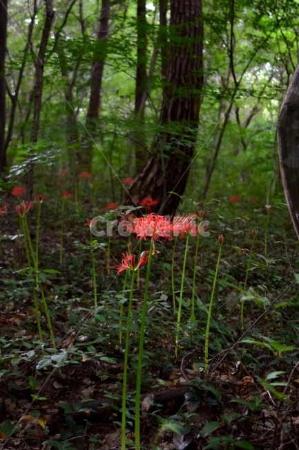 석산,꽃무릇,야생화,꽃,생태,식물,자연,들꽃,산꽃,가을,감성,힐링,플라워,계절,식생,시즌,wild,Flower,plants,nature,spring,season,배경,가을꽃,풀,초본,붉은색,빨간색,식물,자연,plants,nature,꽃,flower