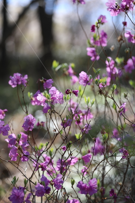 봄꽃,봄,flower,springfield,철쭉