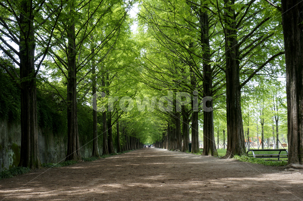 tree,나무,plant,식물,road,도로,메타세콰이어,자연,풍경,nature,landscape