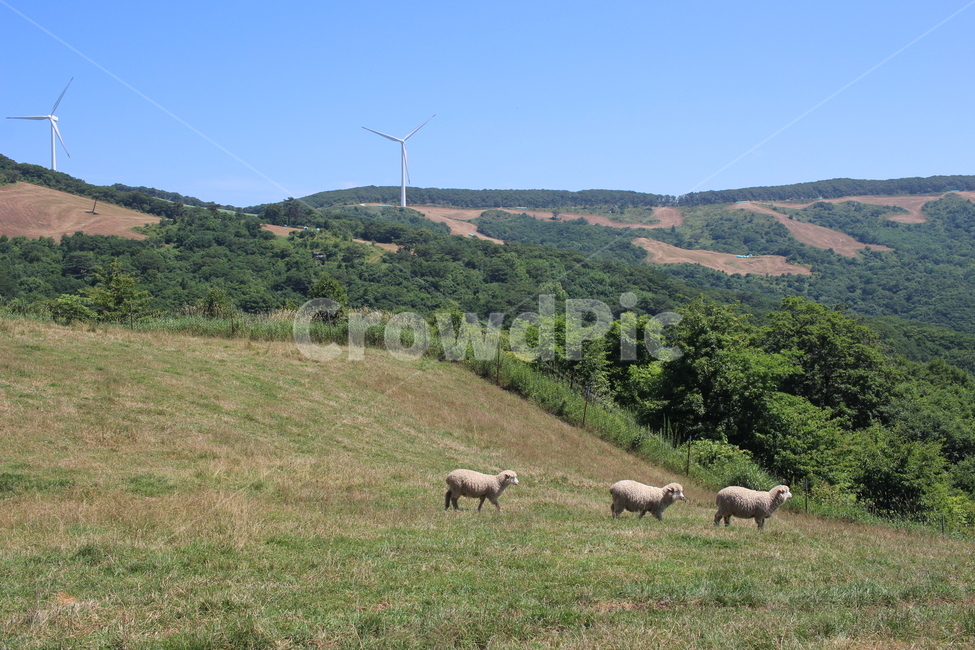 nature,자연,양,sheep,field,들,outdoors,animal,동물,목초지,양떼,목장,동물,animal,포유류,mammal