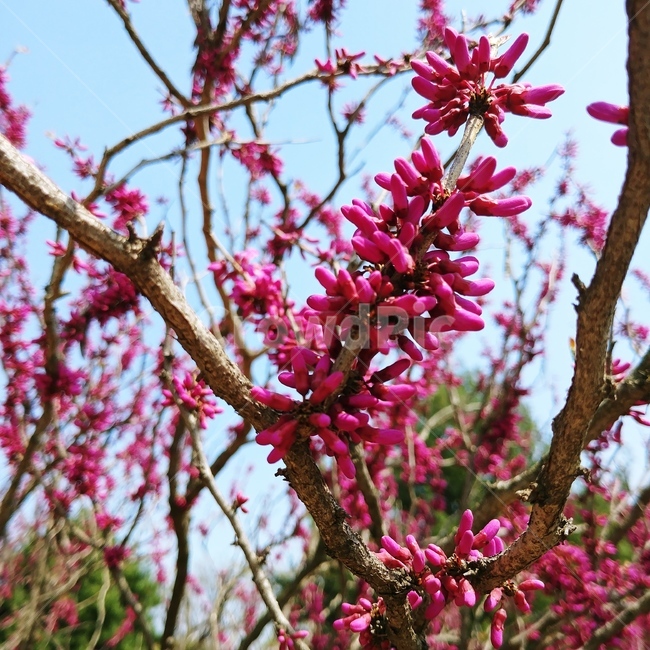 plant,식물,blossom,꽃,flower,식물,자연,plants,nature,꽃,flower