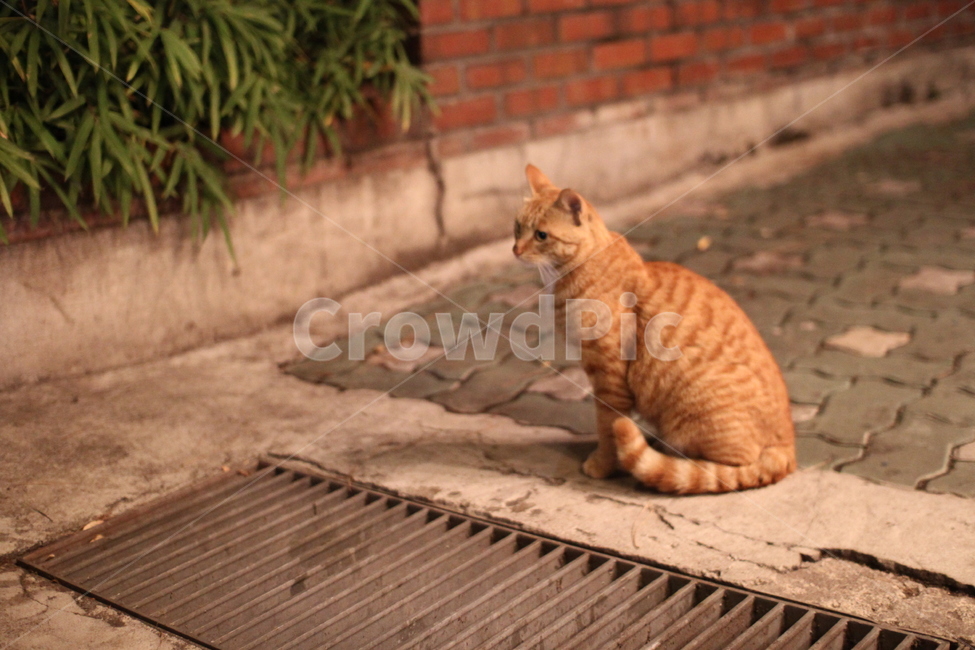 고양이,길고양이,cat,반려동물,사랑,love,동물,animal,포유류,mammal,고양이,cat,kitten,kitty
