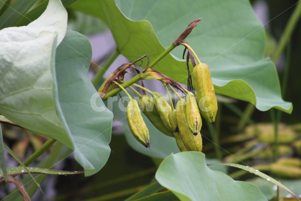 붓꽃,열매,종자,식물,lesiris,식물,자연,plants,nature,과일,열매,fruit
