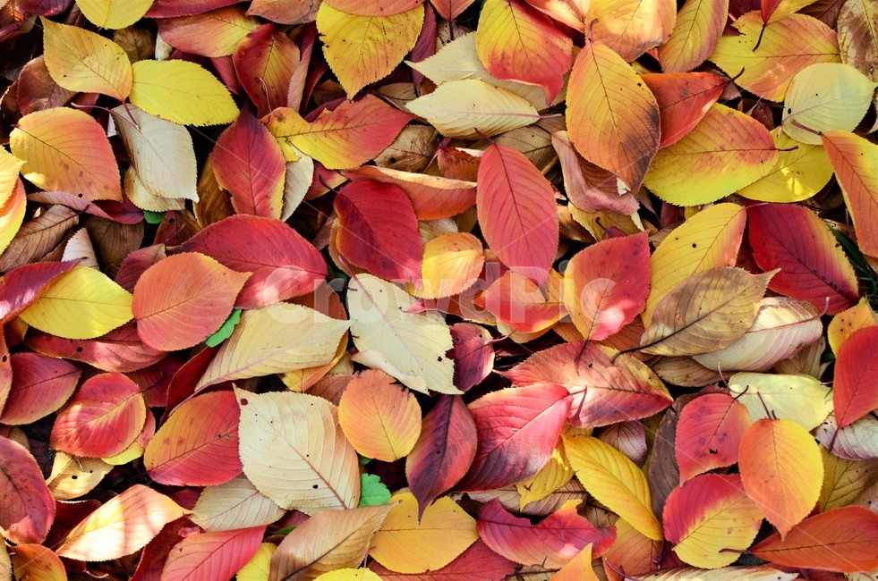 낙엽,가을,가을낙엽,나뭇잎,단풍,자연,fall,autumn,가을,계절,fall,autumn,season,plant,식물,leaf,잎,veins,정맥